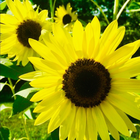 Meet your Posher, Audrey - Picture 1 of 1